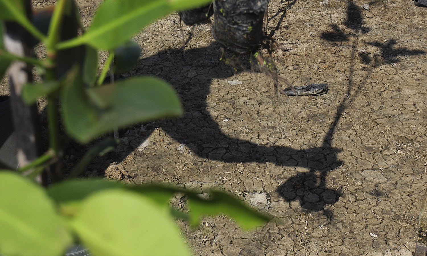 Indonesia Bisa Simpan 17% Cadangan <i>Blue Carbon</i> Dunia