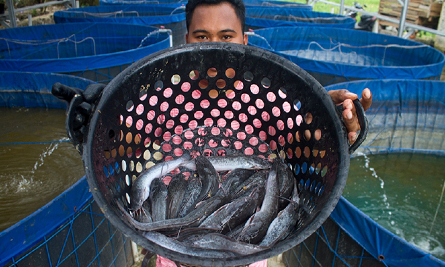 Tingkatkan Produksi Ikan Air Tawar, KKP Latih Pembudidaya