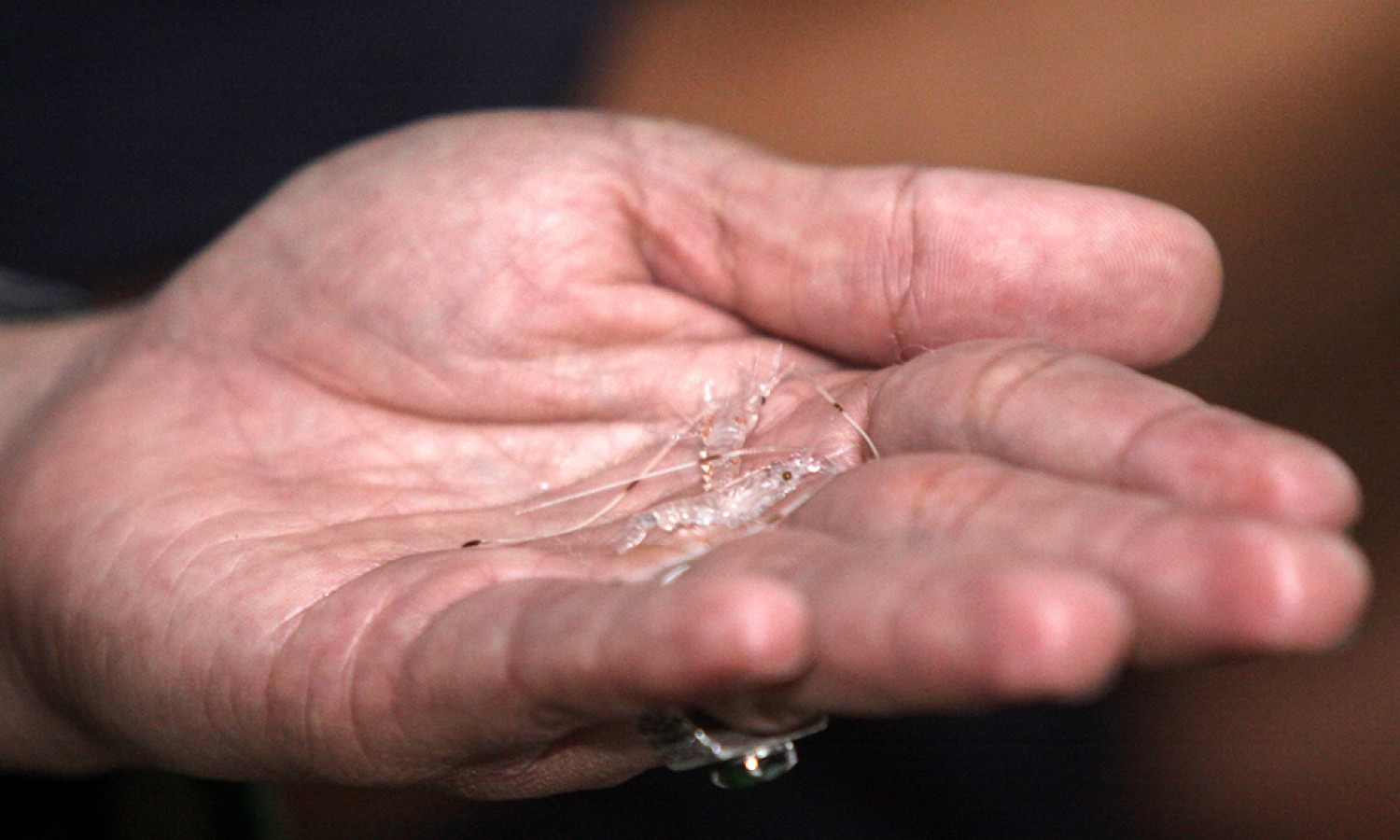 KKP Resmi Larang Ekspor Benur