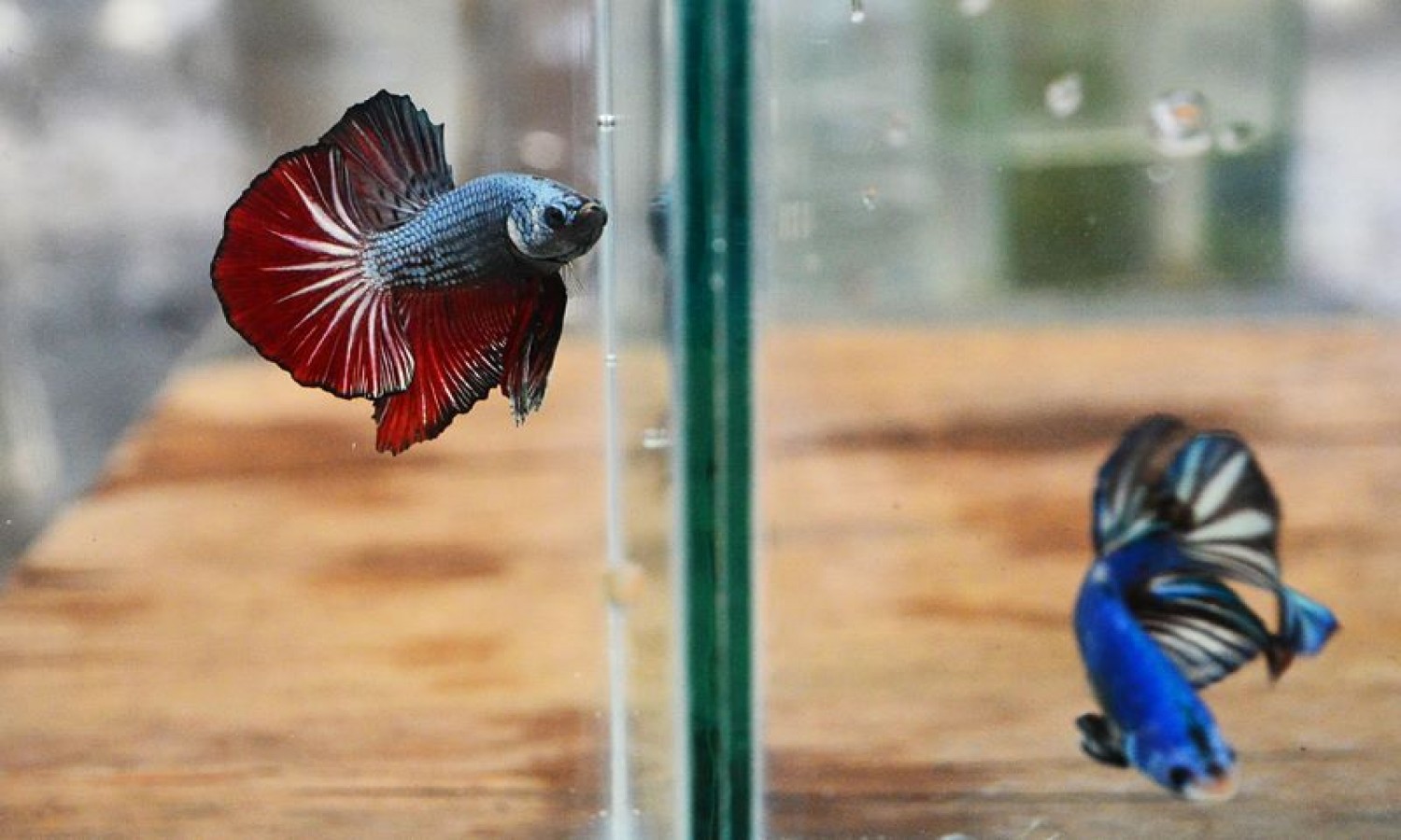 Ribuan Ikan Cupang Diperlombakan Di Kediri