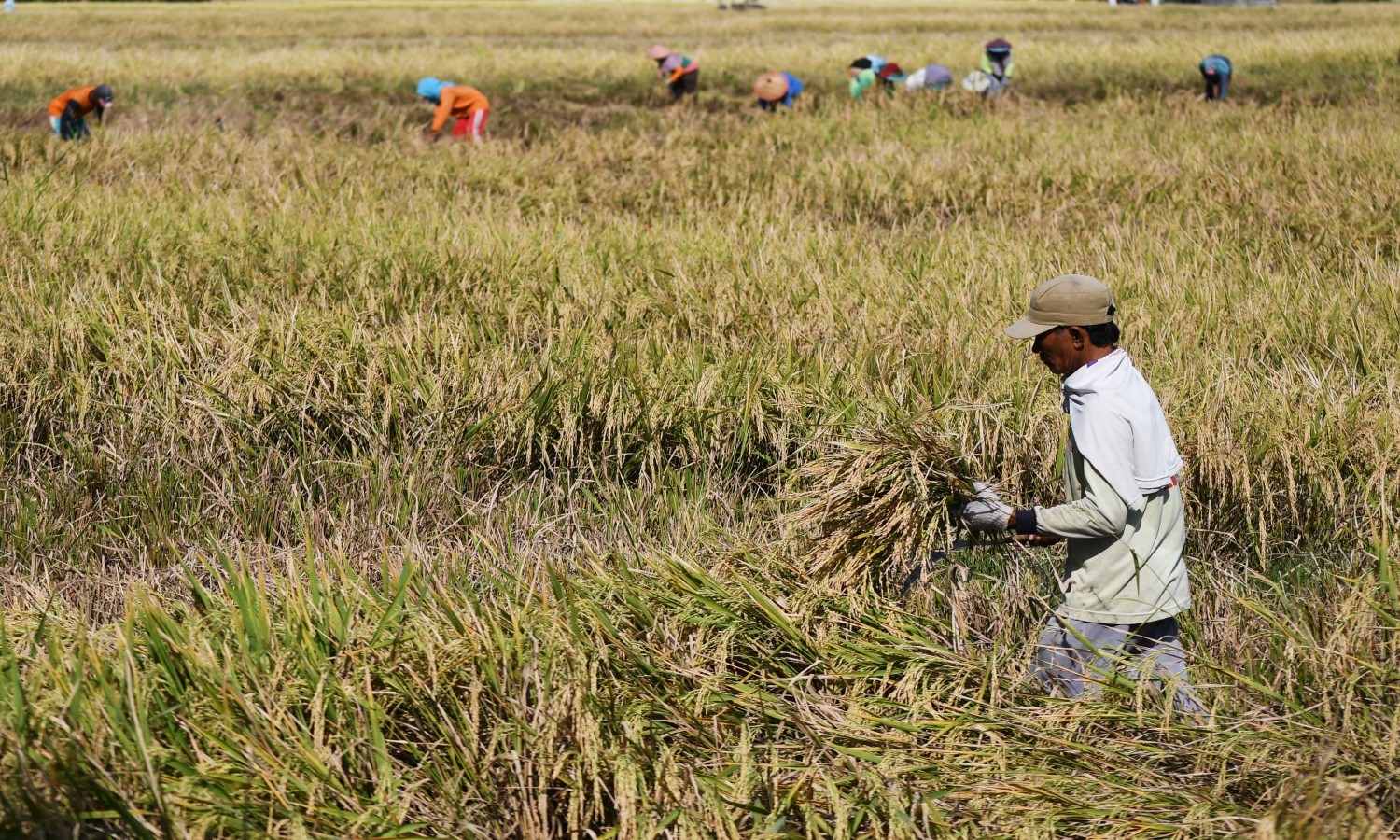Cek Persawahan Jabar, Kementan Pastikan Stok Beras Aman