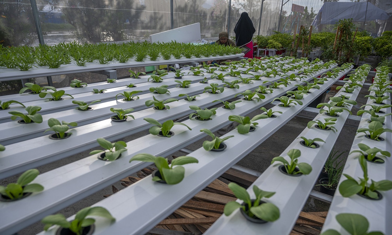 Peningkatan Kontribusi KUR Sektor Pertanian Masih Terbuka Lebar