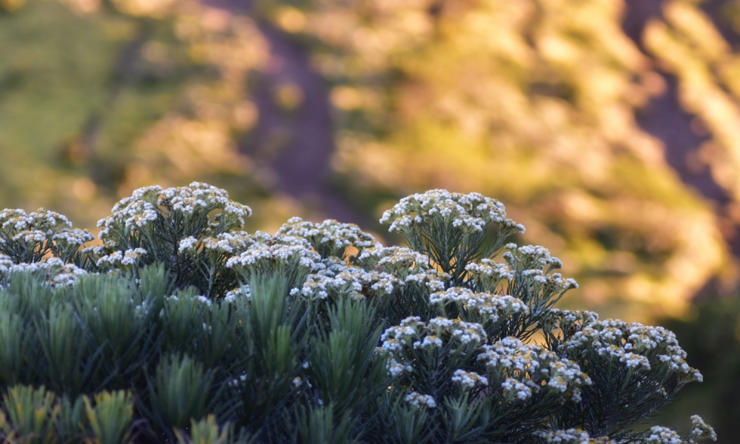 Menjaga Bunga Keabadian Di Ketinggian