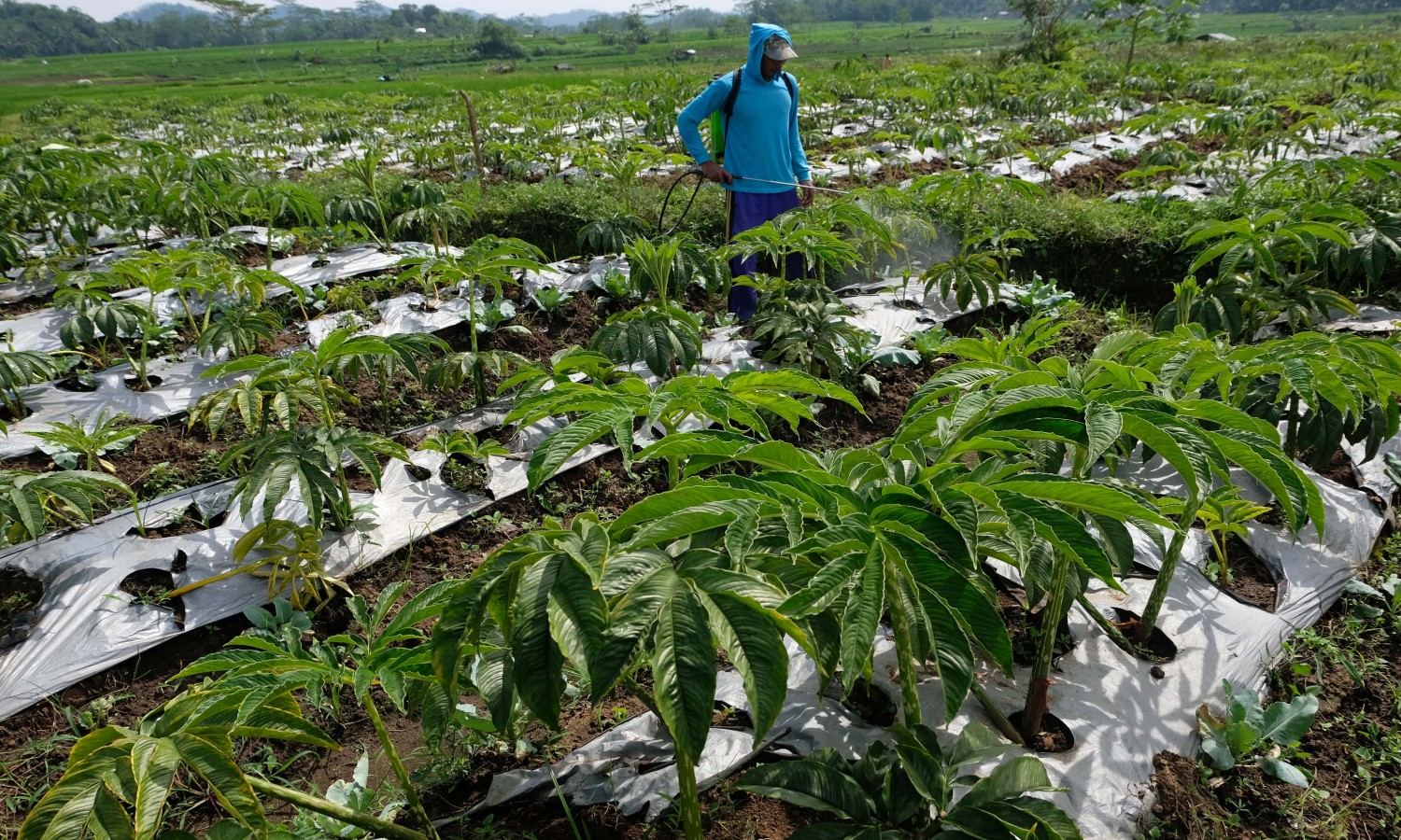Pemerintah Lirik Porang Jadi Komoditas Unggulan Baru
