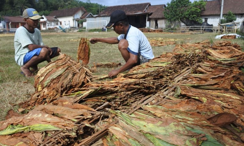 Buruh Tembakau Diusulkan Peroleh BLT