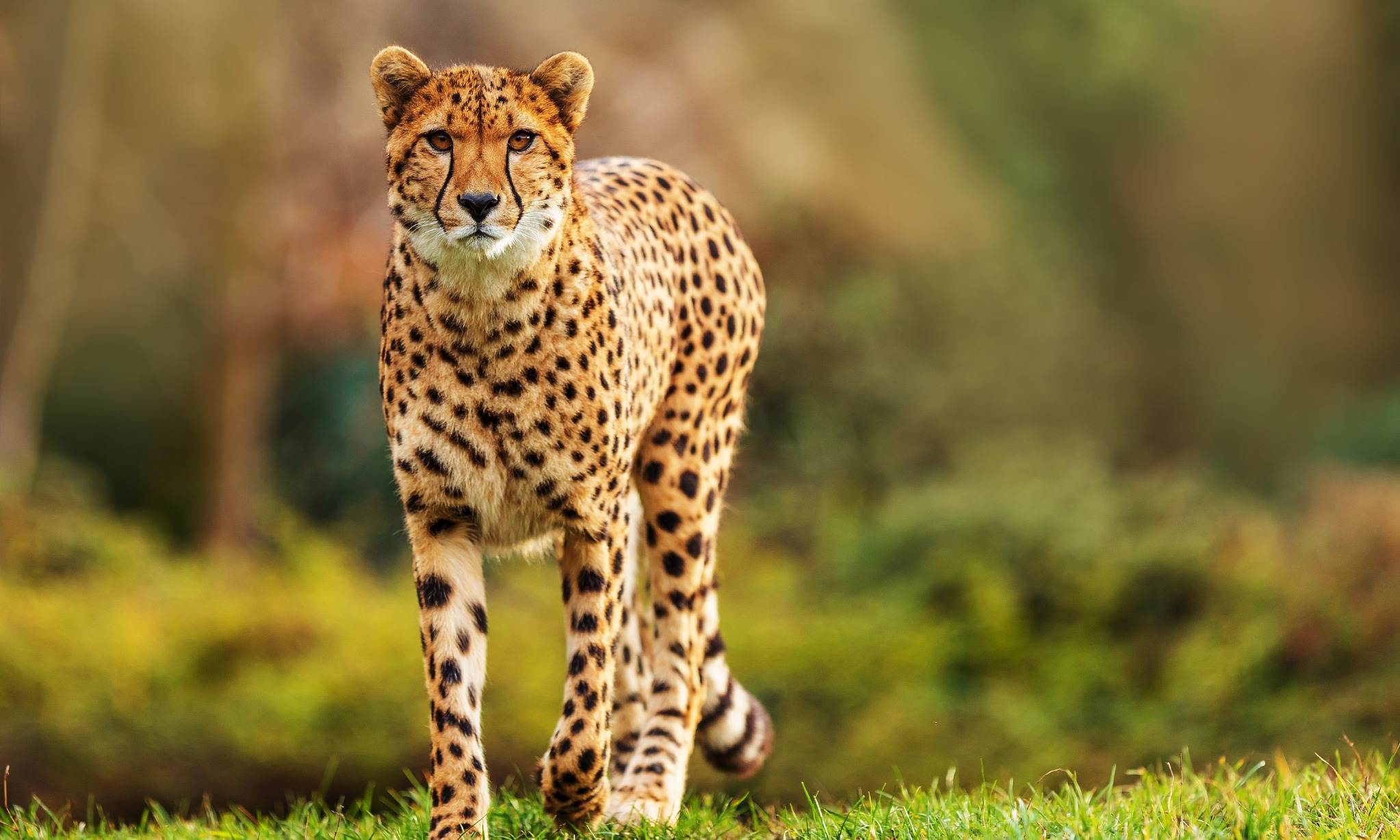 Alasan Cheetah Mengeong, Bukan Mengaum