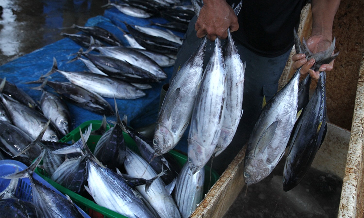 Kkp Sebut 10 Tahun Harga Patokan Ikan Tak Berubah Validnews Id<script async src=