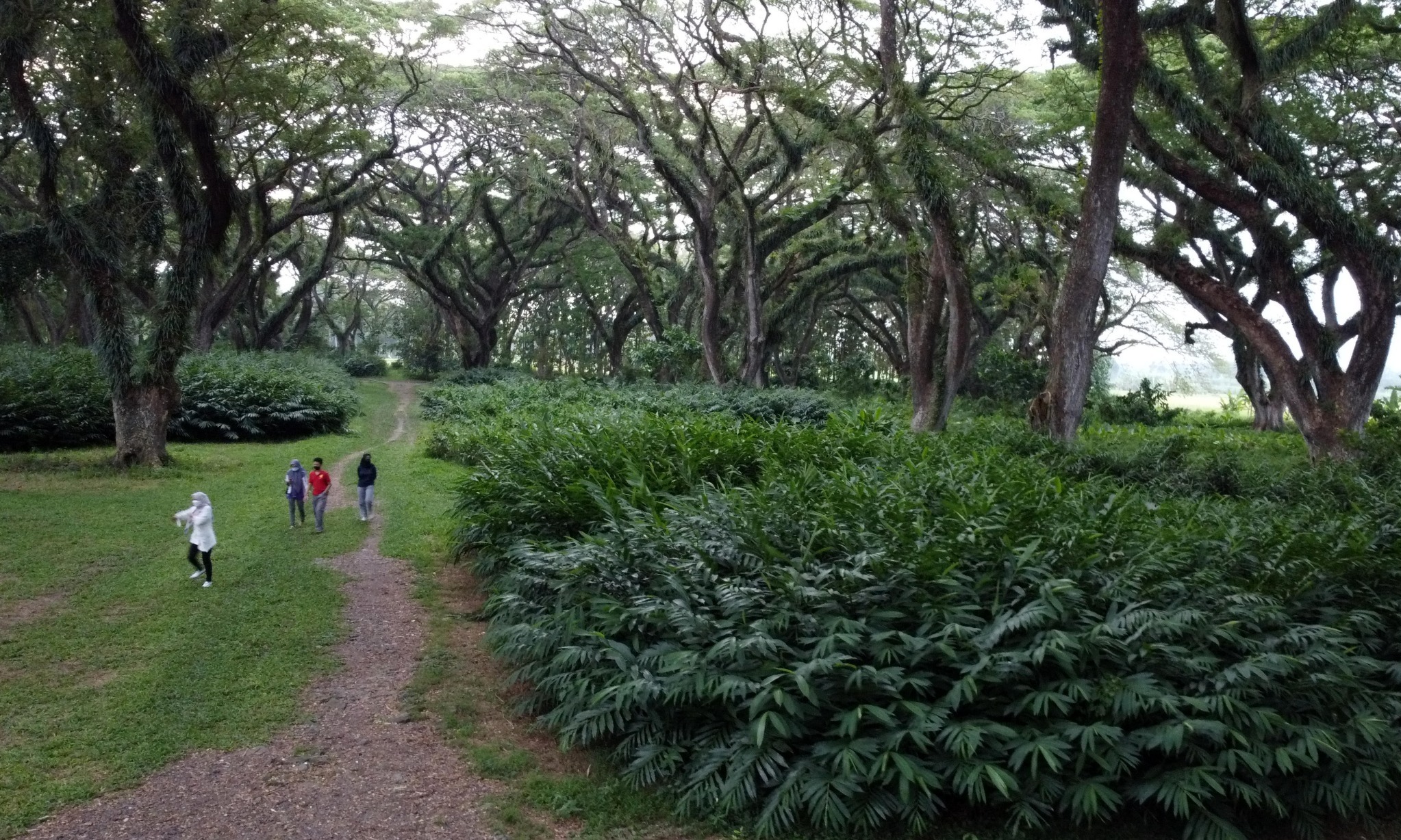 KLHK: Indonesia Serius Tangani Perubahan Iklim