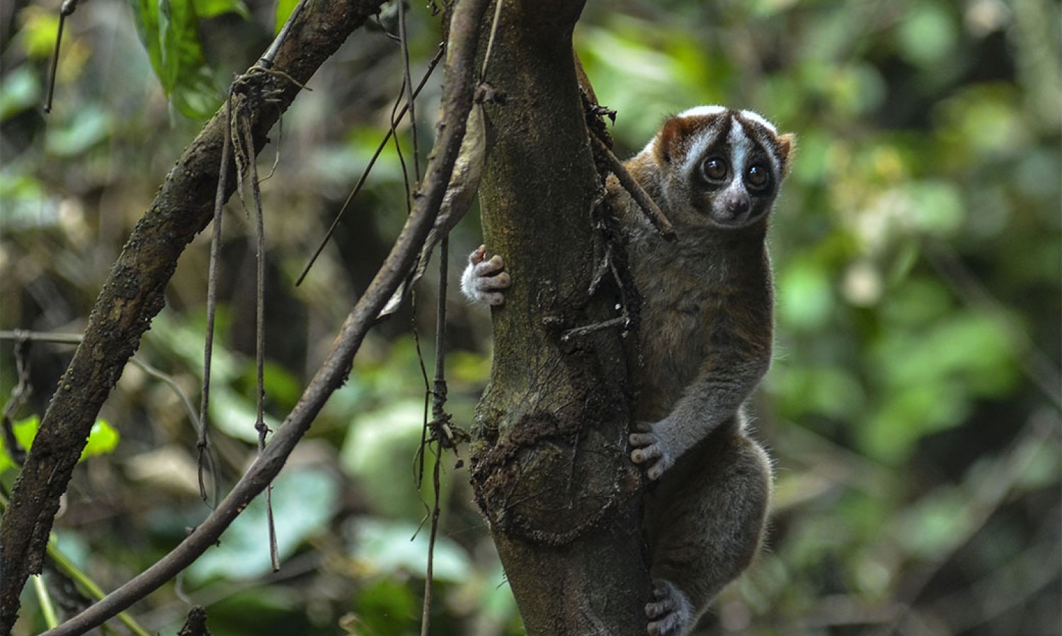 30 Spesies Primata Di Indonesia Kemungkinan Punah Di 2050