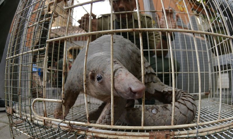 Polisi Usut Pengepul Sisik Trenggiling