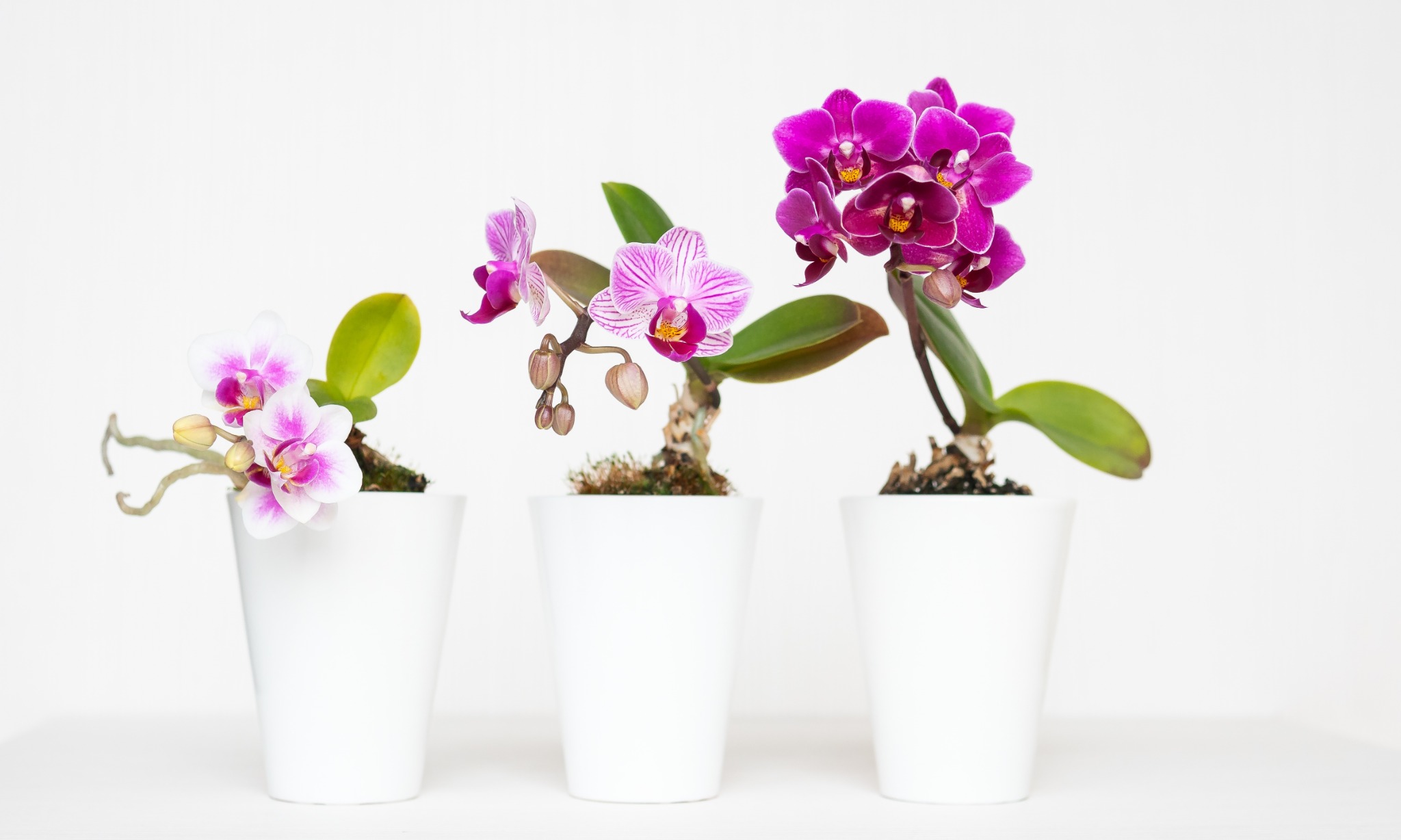 Tanaman Hias, Antara Peluang Dan Tantangan Konservasi