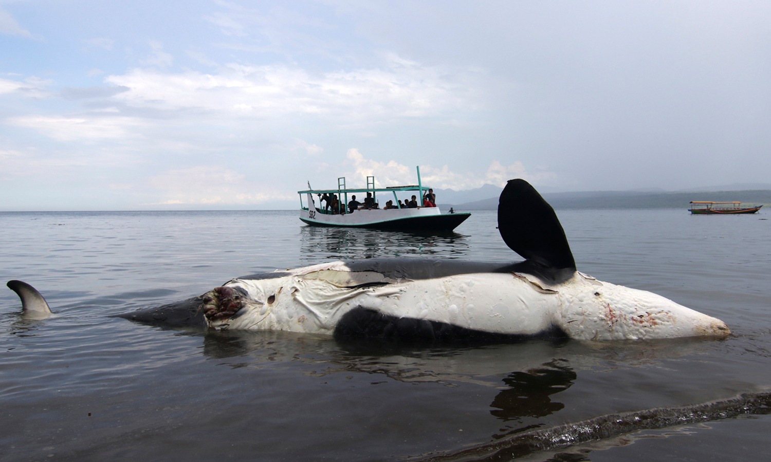 Cegah Paus Mati Terdampar, WWF Gelar Pelatihan <i>First Responder</i>