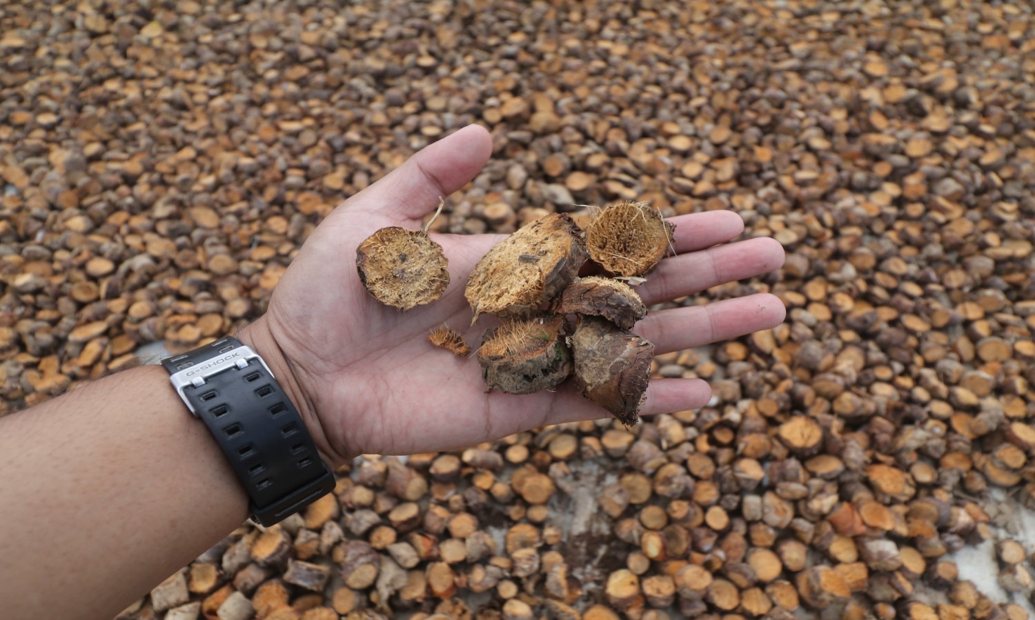 Emiten Farmasi Phapros Bidik Potensi Pengembangan Obat Herbal