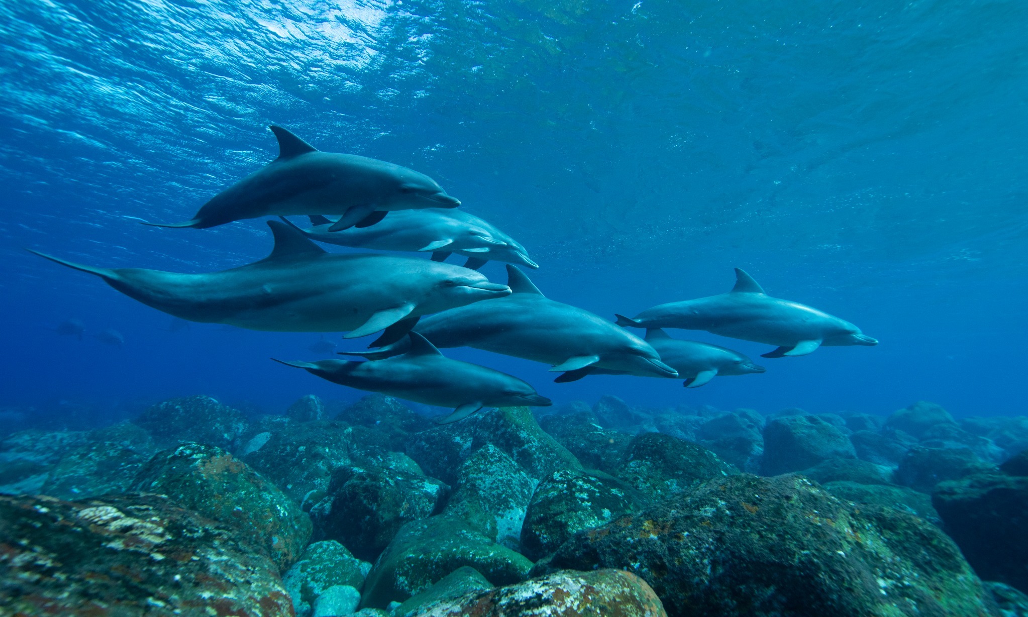 Lumba-lumba Bisa Tahan Napas Selama 15 Menit