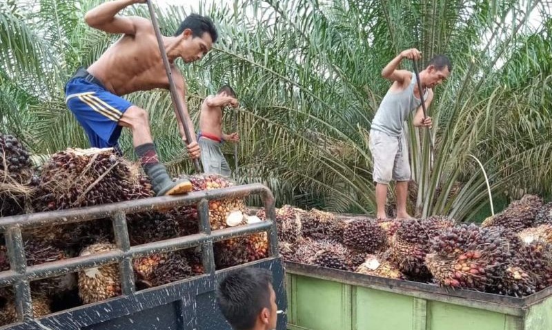 Apkasindo: Kebijakan DMO Sawit Berpotensi Tekan Harga TBS Petani