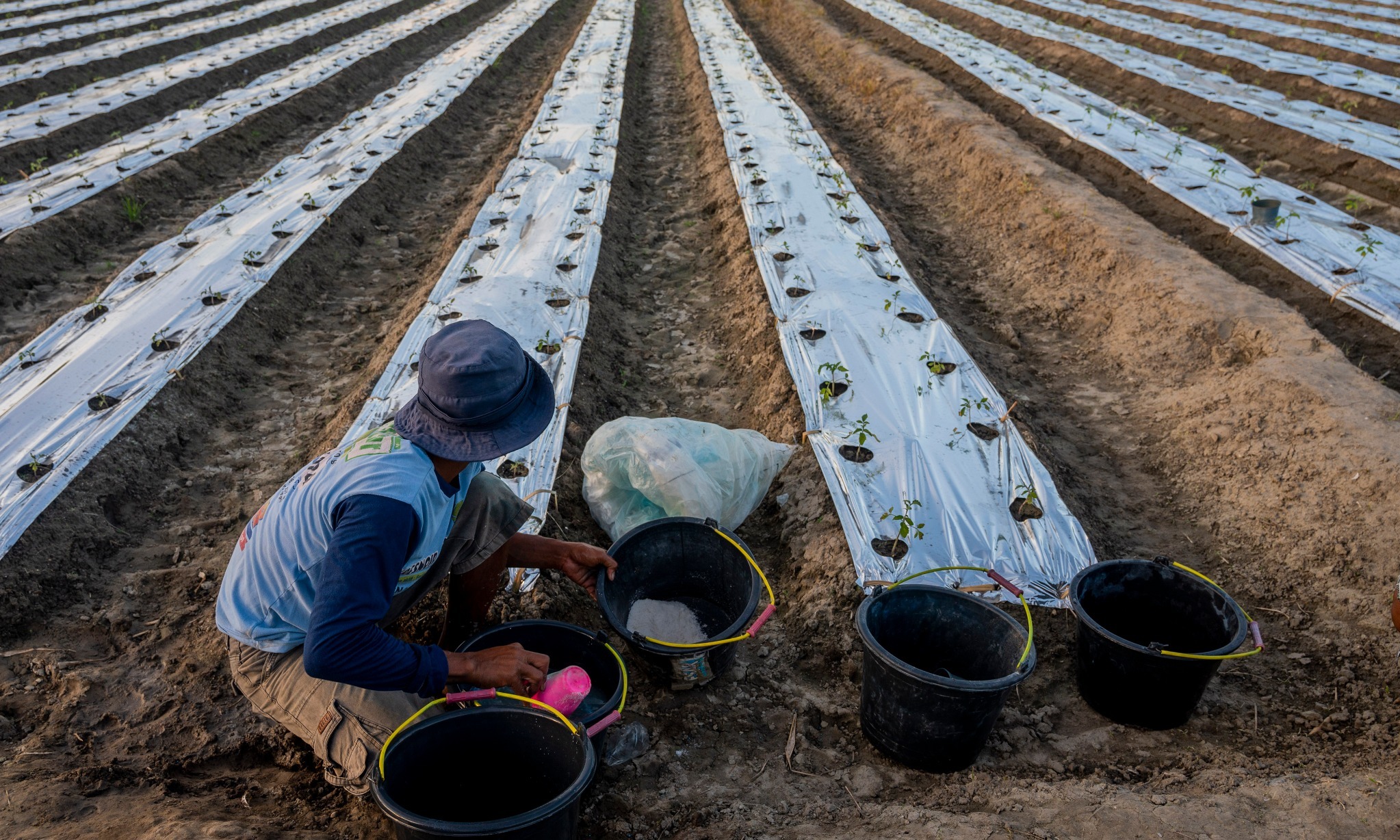 Peneliti Pertanyakan Efektivitas Program Pupuk Bersubsidi