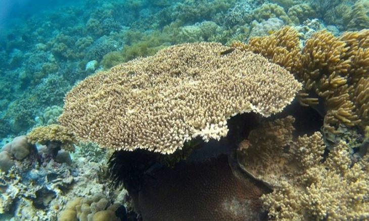 KKP Dukung <i>Blue Economy</i> Di Surga Bawah Laut Indonesia