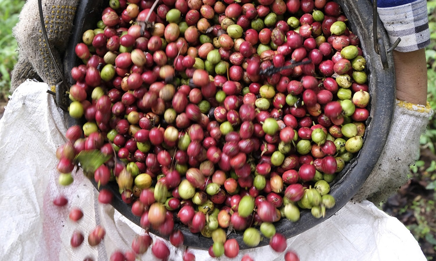 Kopi Tapsel Tembus Pasar China dan Australia