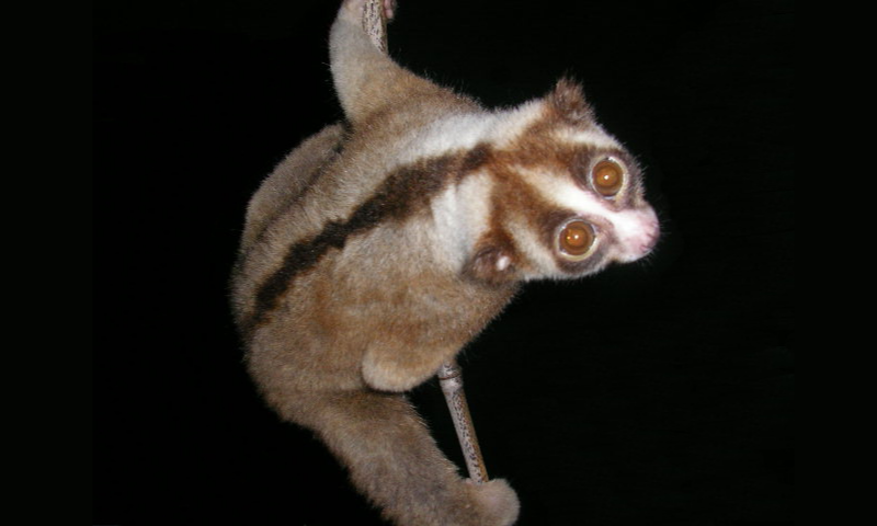 Primata Diprediksi Punah, Kelestarian Hutan Terancam