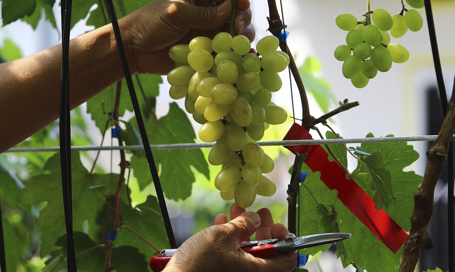 Hipmi Sebut Pengembangan Hortikultura Indonesia Lamban