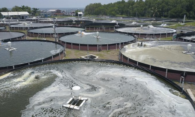 Teknologi MSF Genjot Produktivitas Budidaya Udang di Situbondo