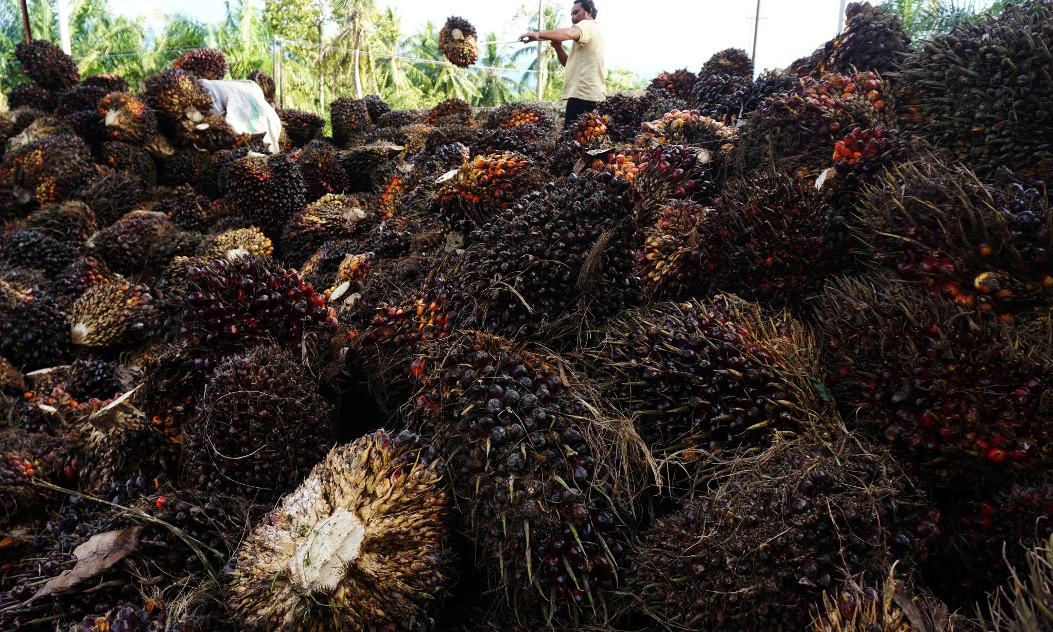 Besaran DMO Bakal Pengaruhi Kinerja Perdagangan Indonesia