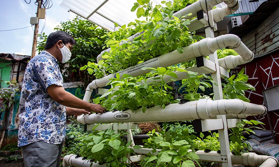 Panen Sayur Di Atas Atap Kantor Wali Kota