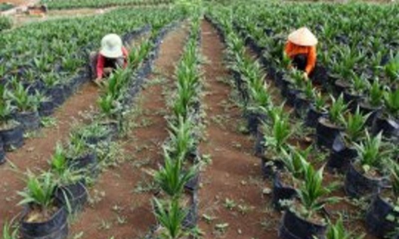 Kementerian Pertanian Mengaku Siap Percepat Peremajaan Sawit Rakyat