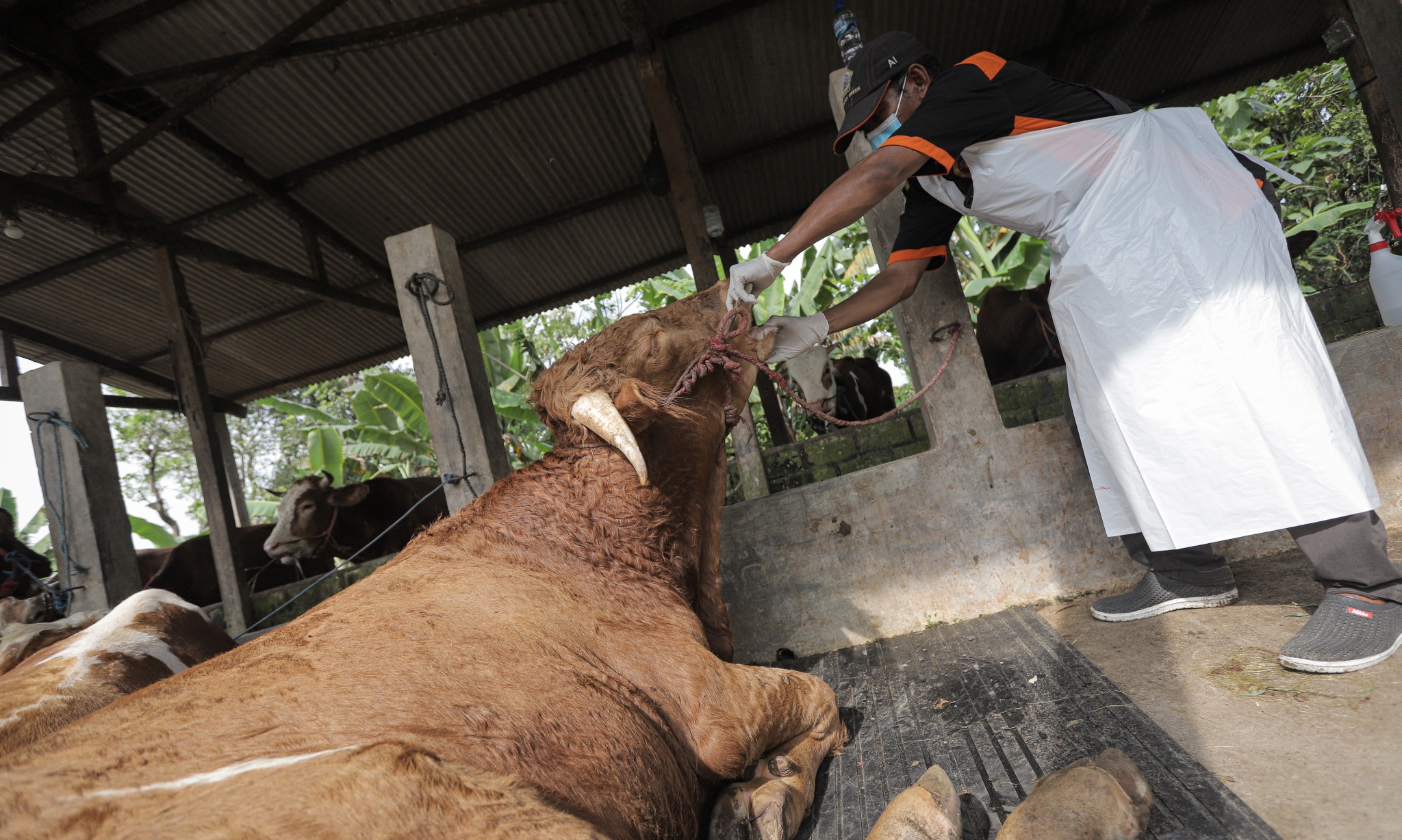 Dinas Peternakan Perketat Sapi Bali Masuk Aceh,Buntut 8 Sapi Mati Massal di Tamiang