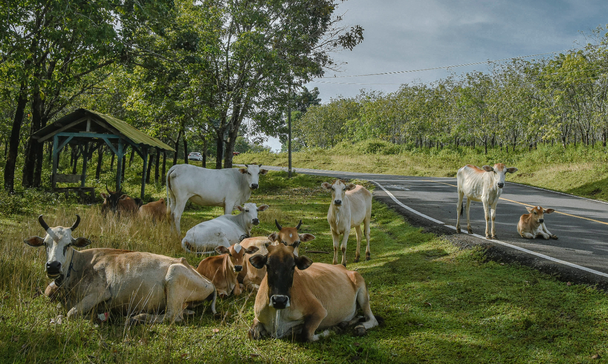 FOTO CERITA: Wabah Penyakit Mulut  Dan Kuku Kembali Setelah 32 Tahun