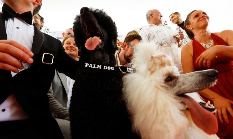Britney, Anjing Pudel Peraih "Palm Dog" Di Cannes Festival