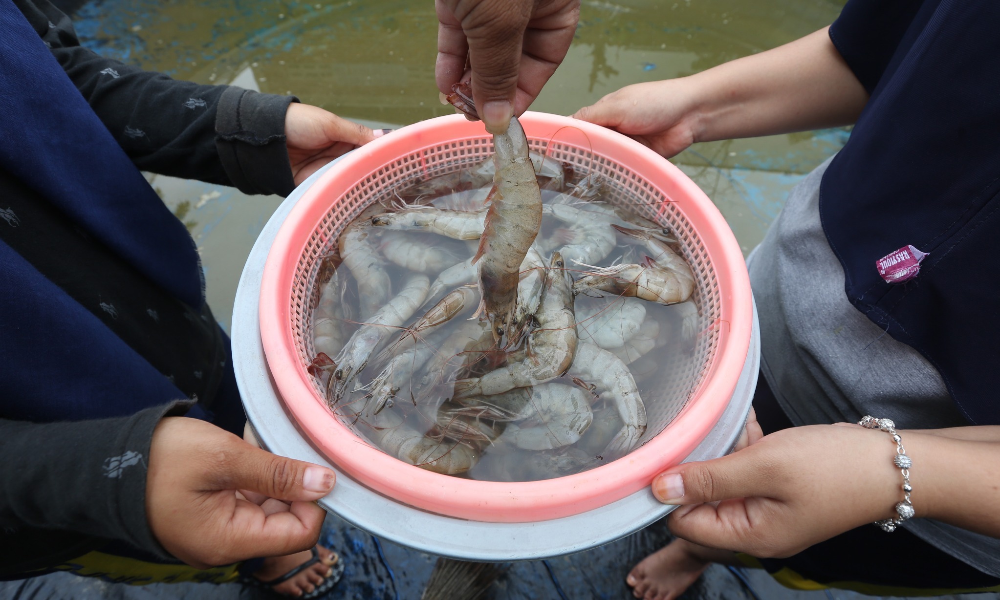 Aceh Perlu Investor Dirikan <i>Cold Storage</i>