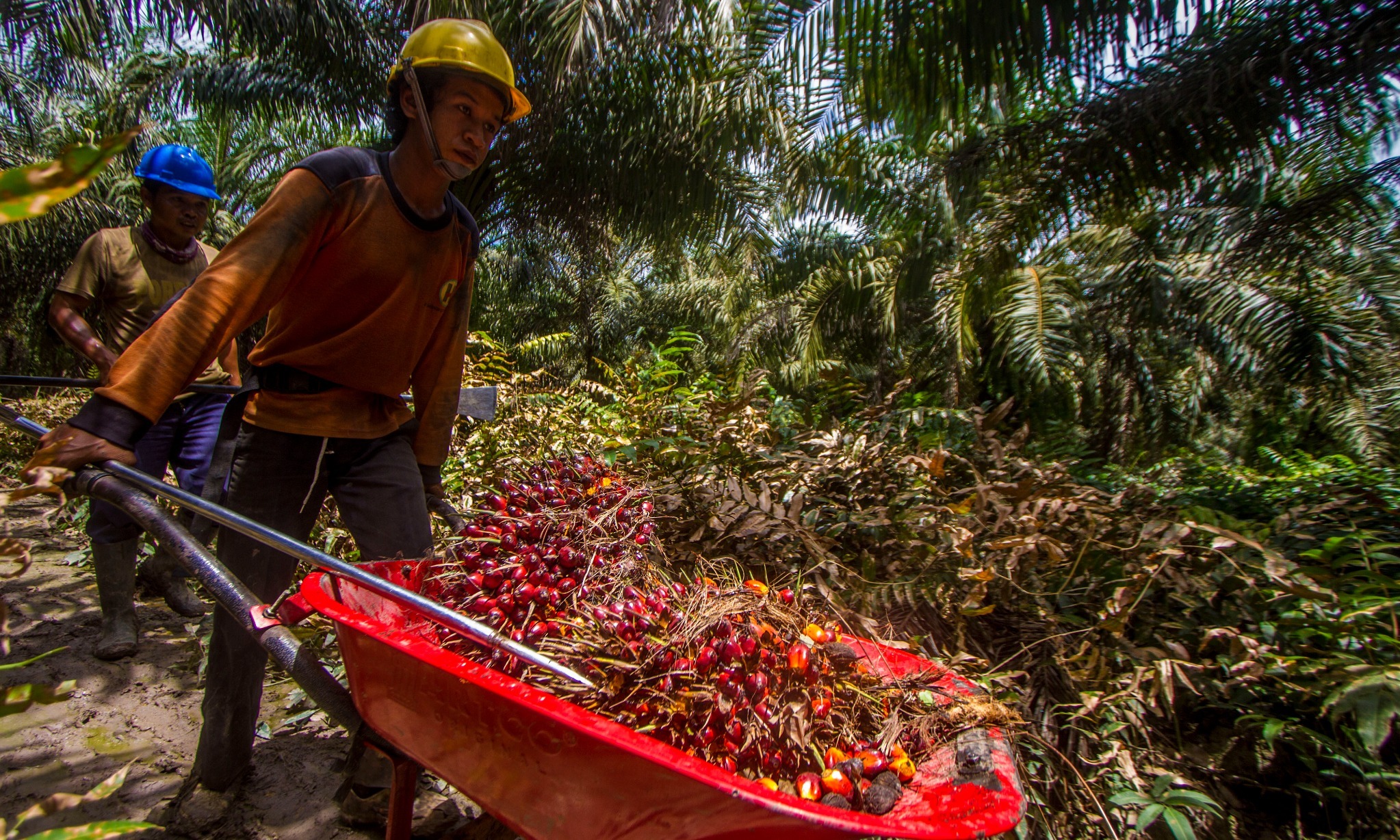 Larangan Ekspor CPO Sebabkan Penurunan NTP Mei 2022