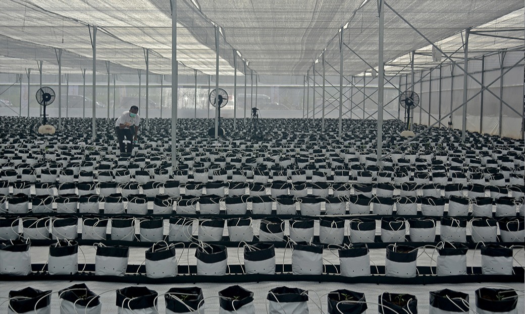 Garut Suplai Sayuran Untuk Pasar Nasional