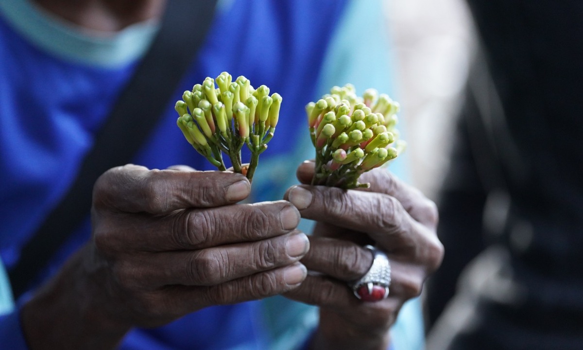 Menilai Cengkih Sebagai Identitas Budaya Maluku