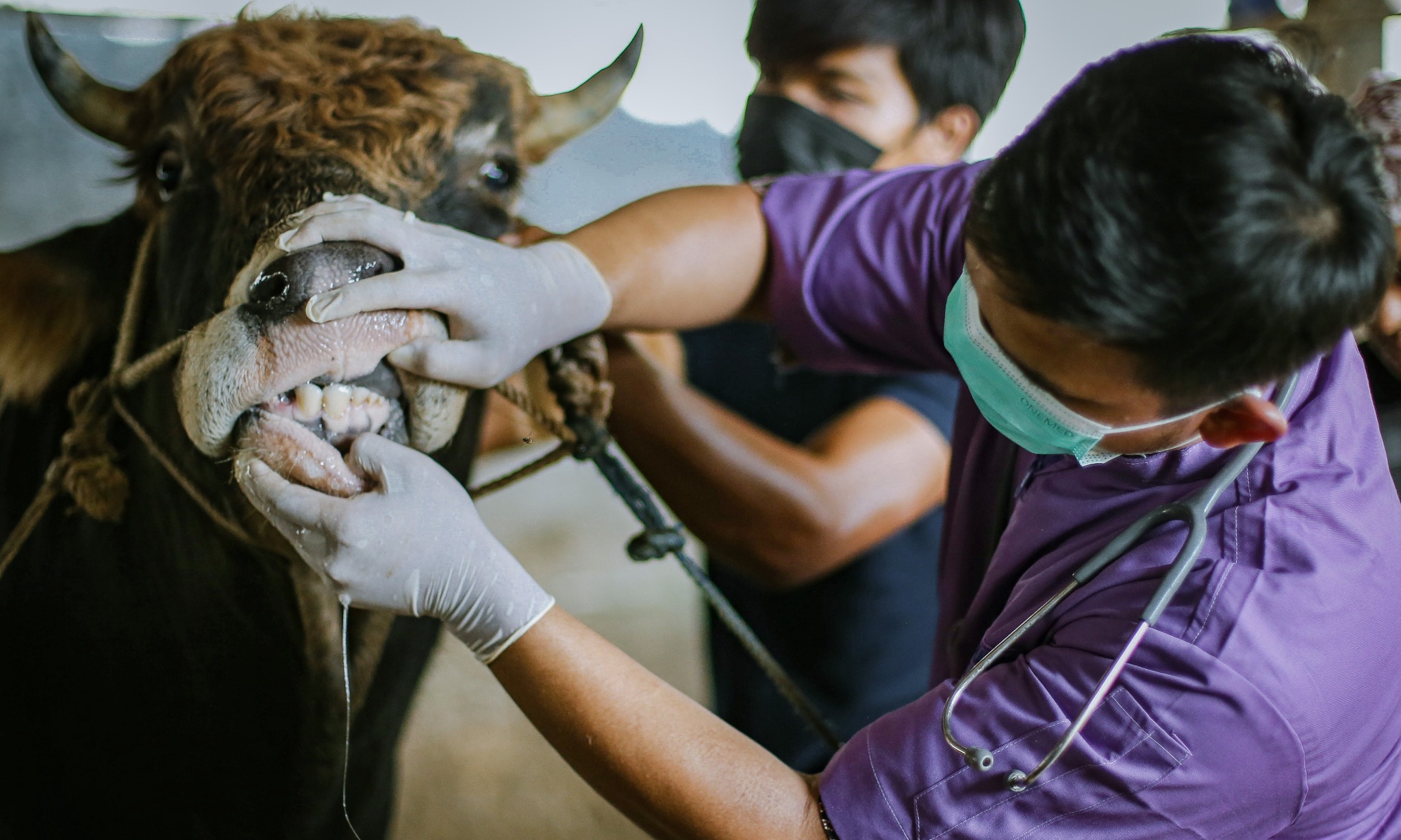 Halau PMK, Kementan Imbau Semua Pihak Jaga Biosekuriti Ternak
