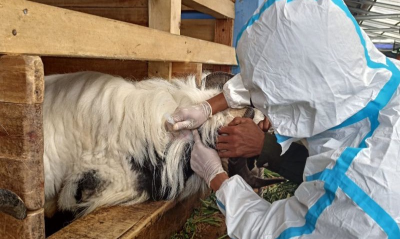 Kementan: Sebanyak 58.275 Ekor Ternak Telah Divaksin PMK