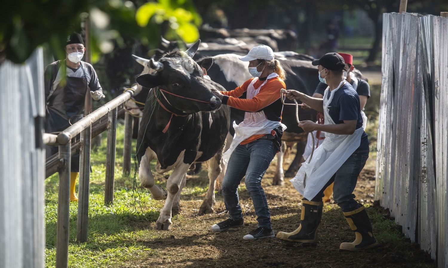 PMK Sebabkan Kenaikan Harga Hewan Kurban