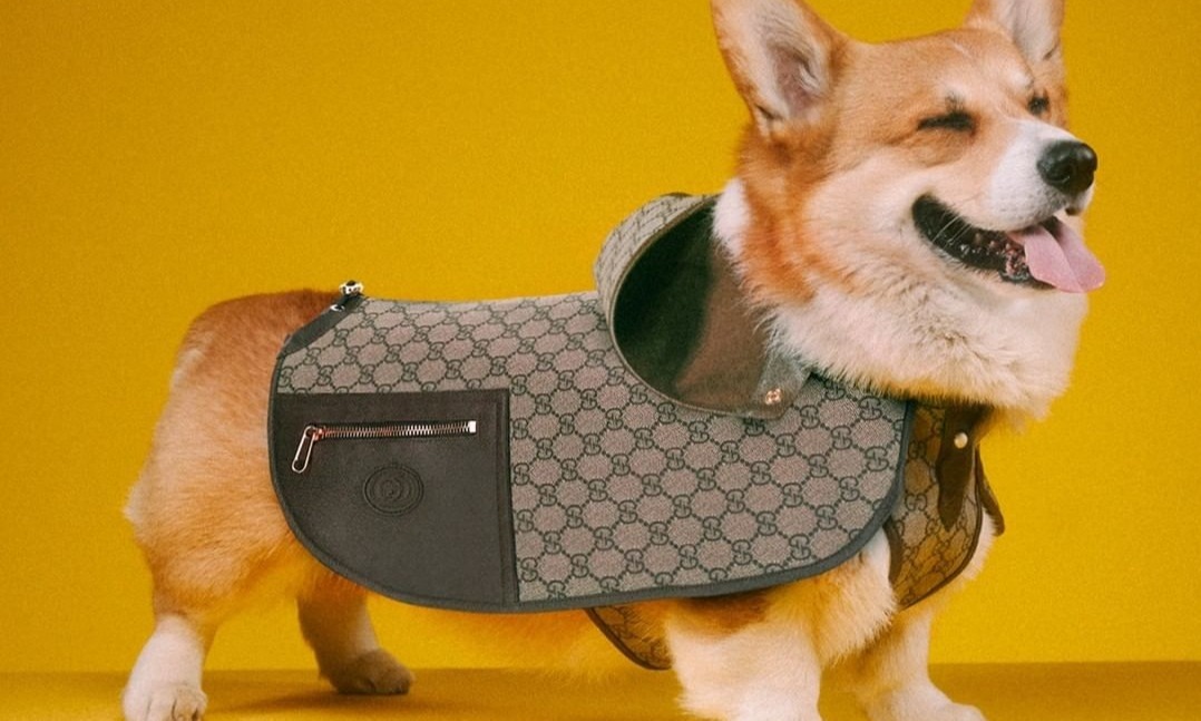 Gucci Luncurkan Koleksi Mewah Buat Hewan Peliharaan