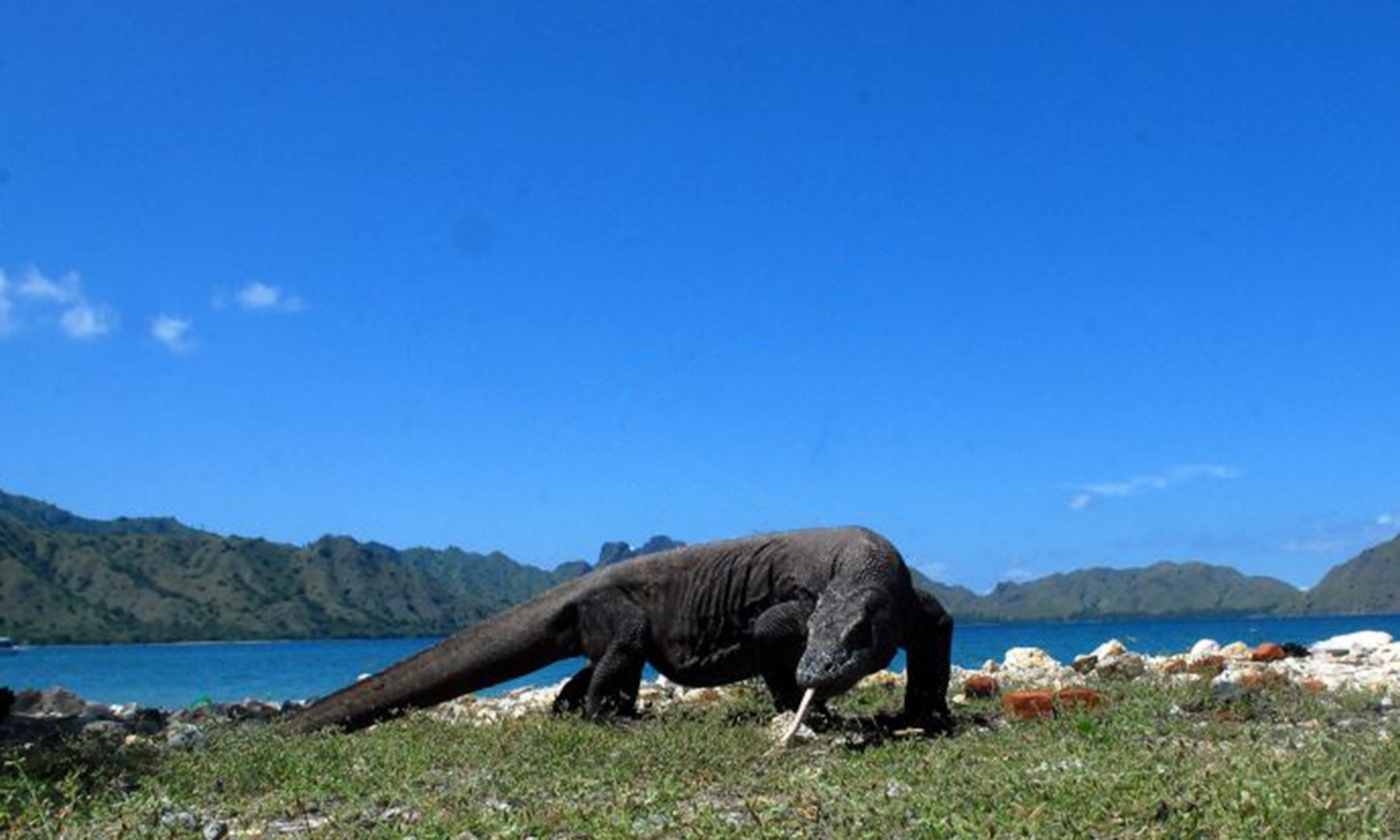 Wow! Tarif Masuk Pulau Komodo Rp3,75 Juta