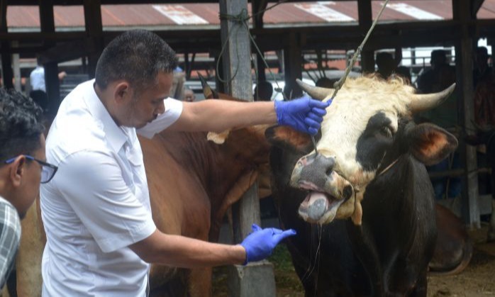 Kementan Nyatakan Komitmen Maksimal Tangani PMK