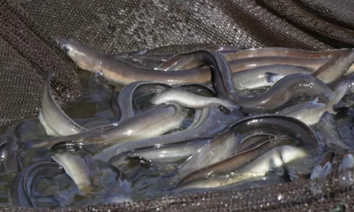 Kolaborasi KKP dan FAO Kembangkan Desa Perikanan di Sumsel