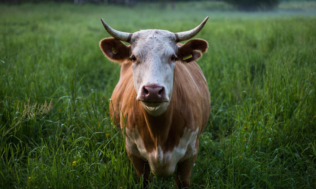 Manten Sapi, Saat Sapi Kurban Di Pasuruan Menjadi Pengantin