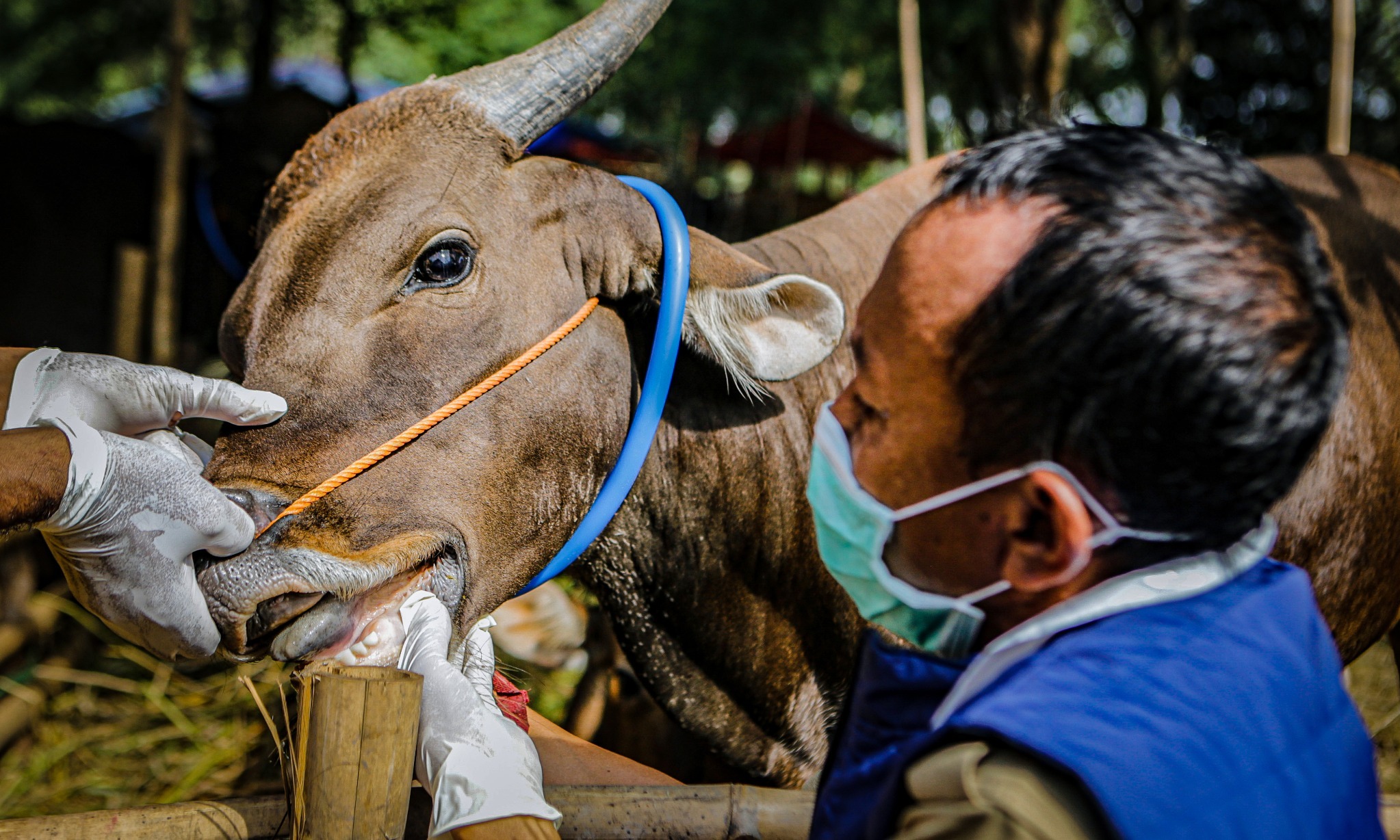Pesan Satgas PMK Bagi Warga
