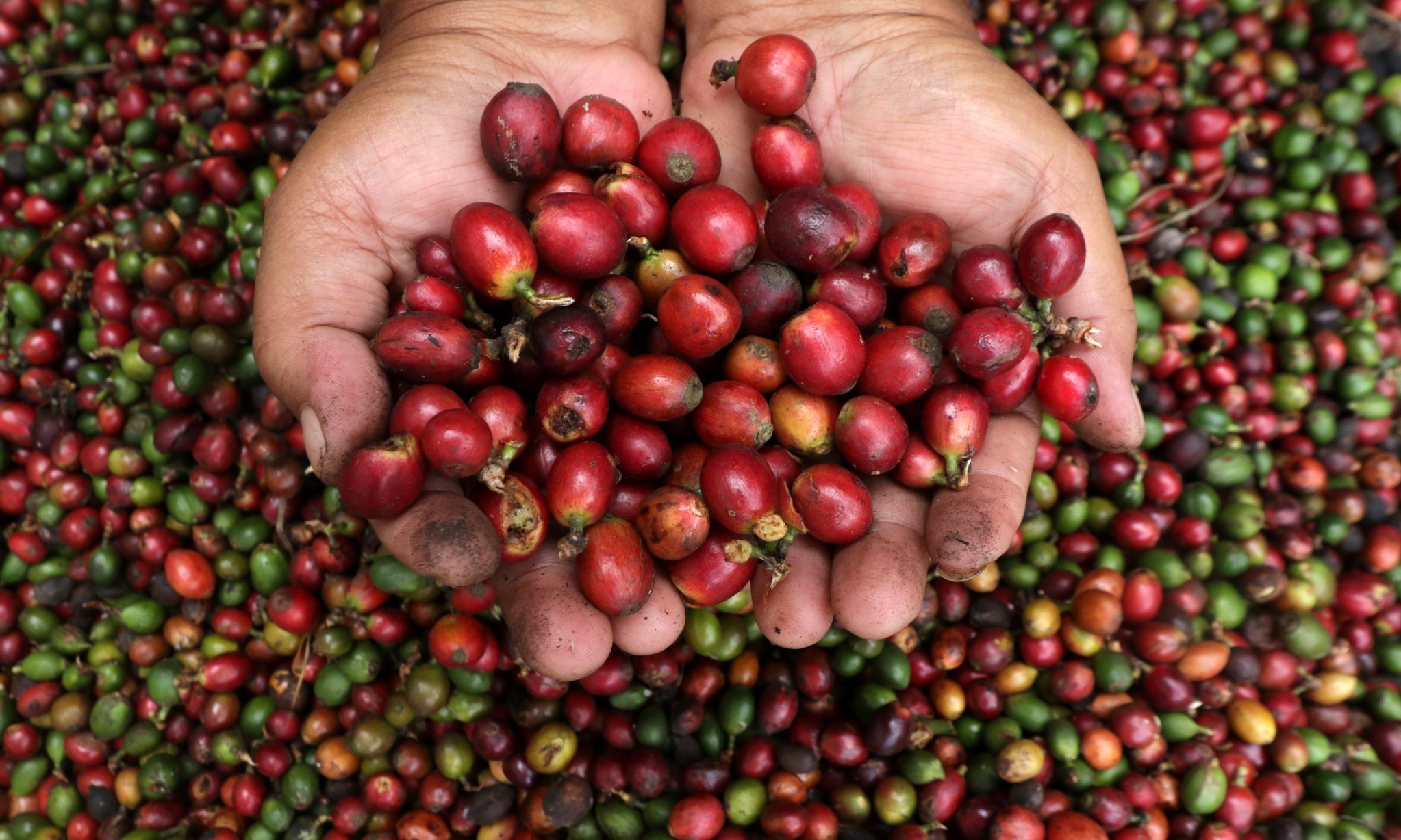 Tanam Paksa Dan Kopi Jawa