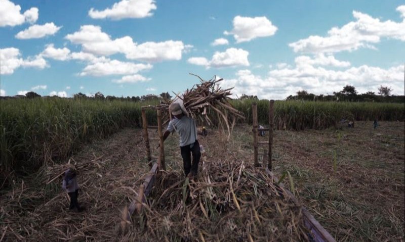 Askrindo Dorong Petani Tebu Magetan Naik Kelas Lewat PUMK