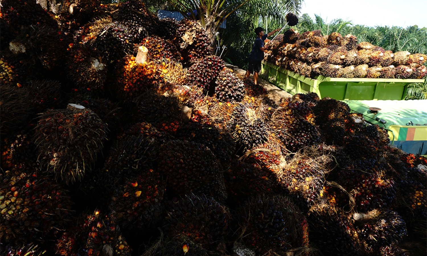 Pemerintah Yakin Harga TBS Mulai Naik Per Juli 2022