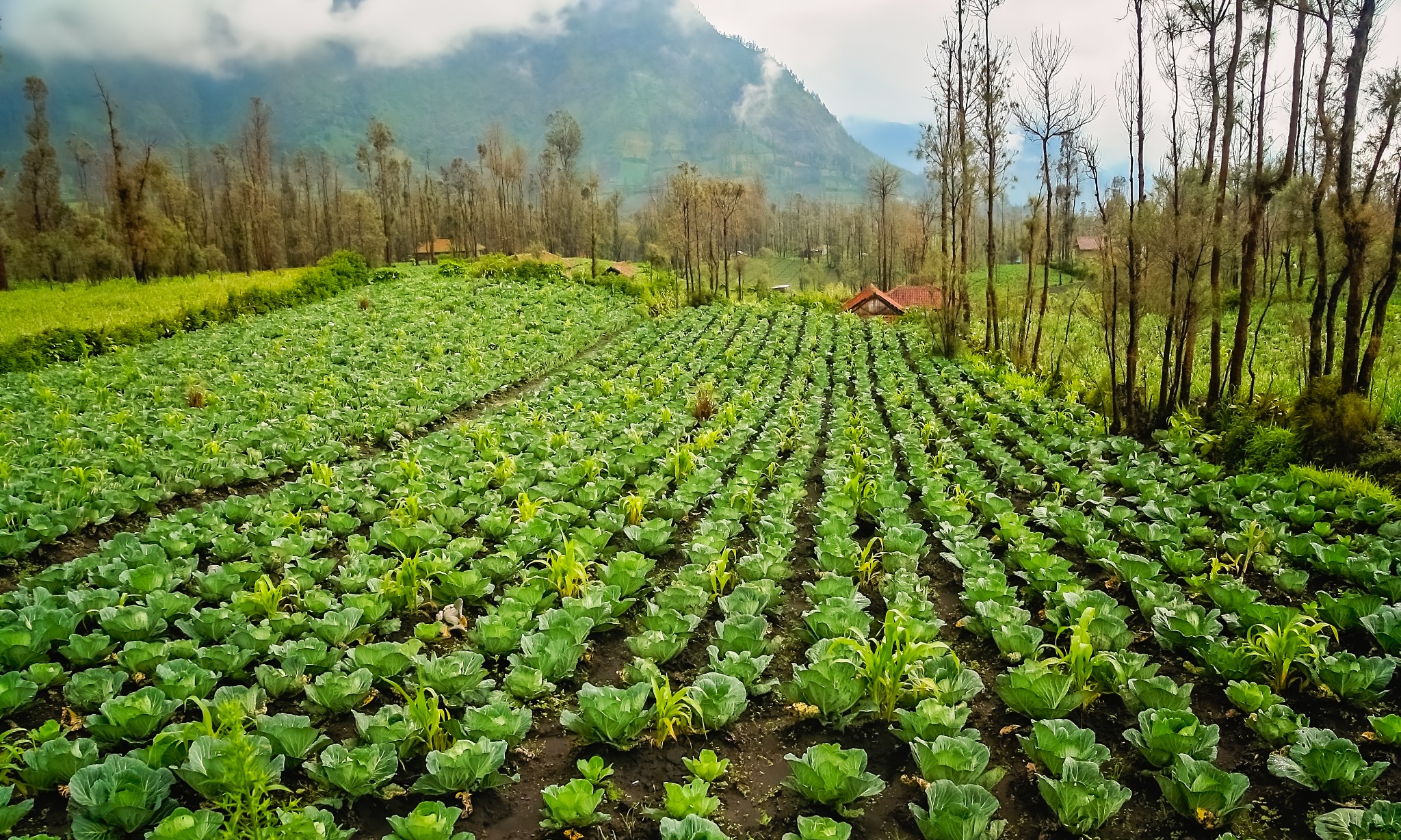 Agar Sayuran Tak Jadi Biang Keladi Inflasi