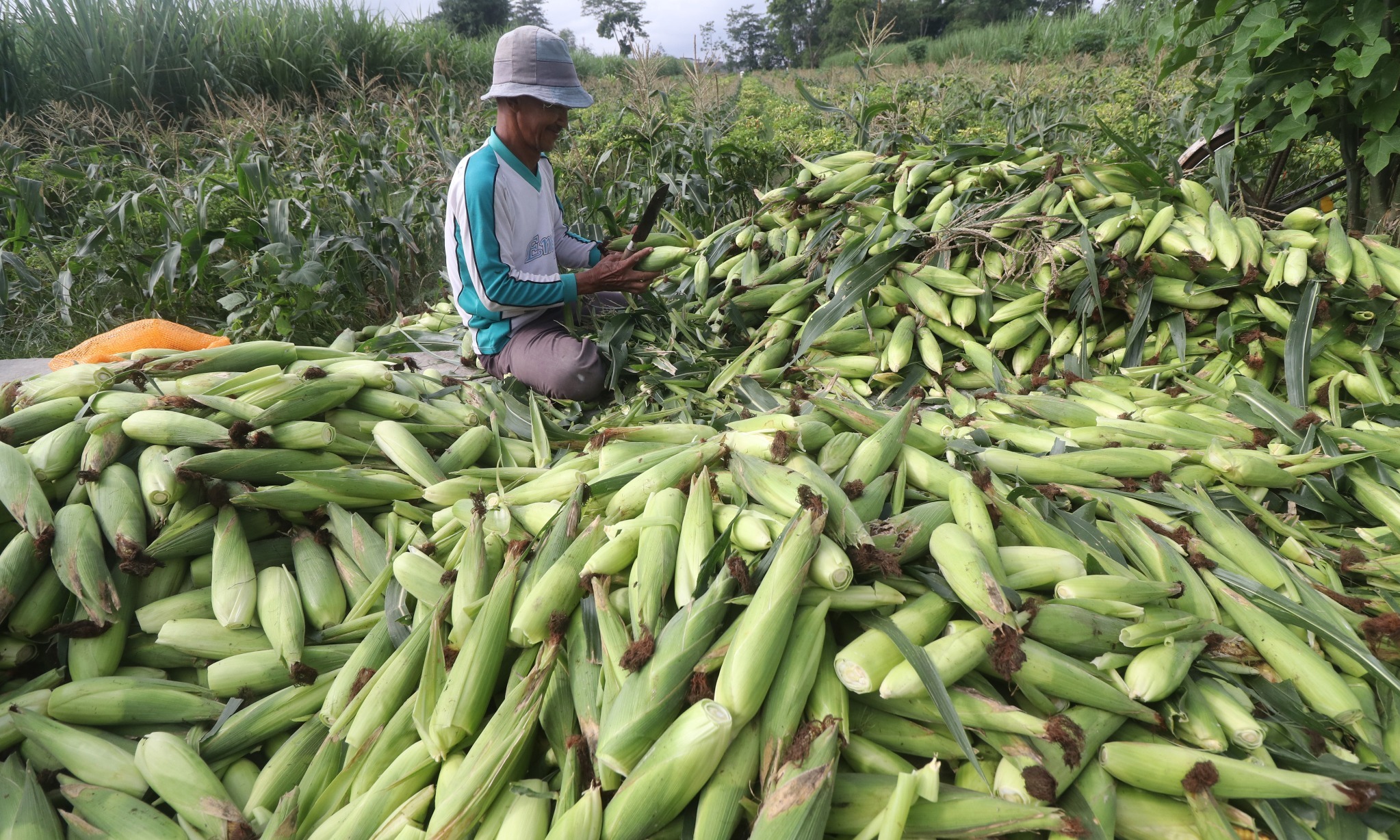 Potensial Ekspor, Pemerintah Genjot Produksi Jagung