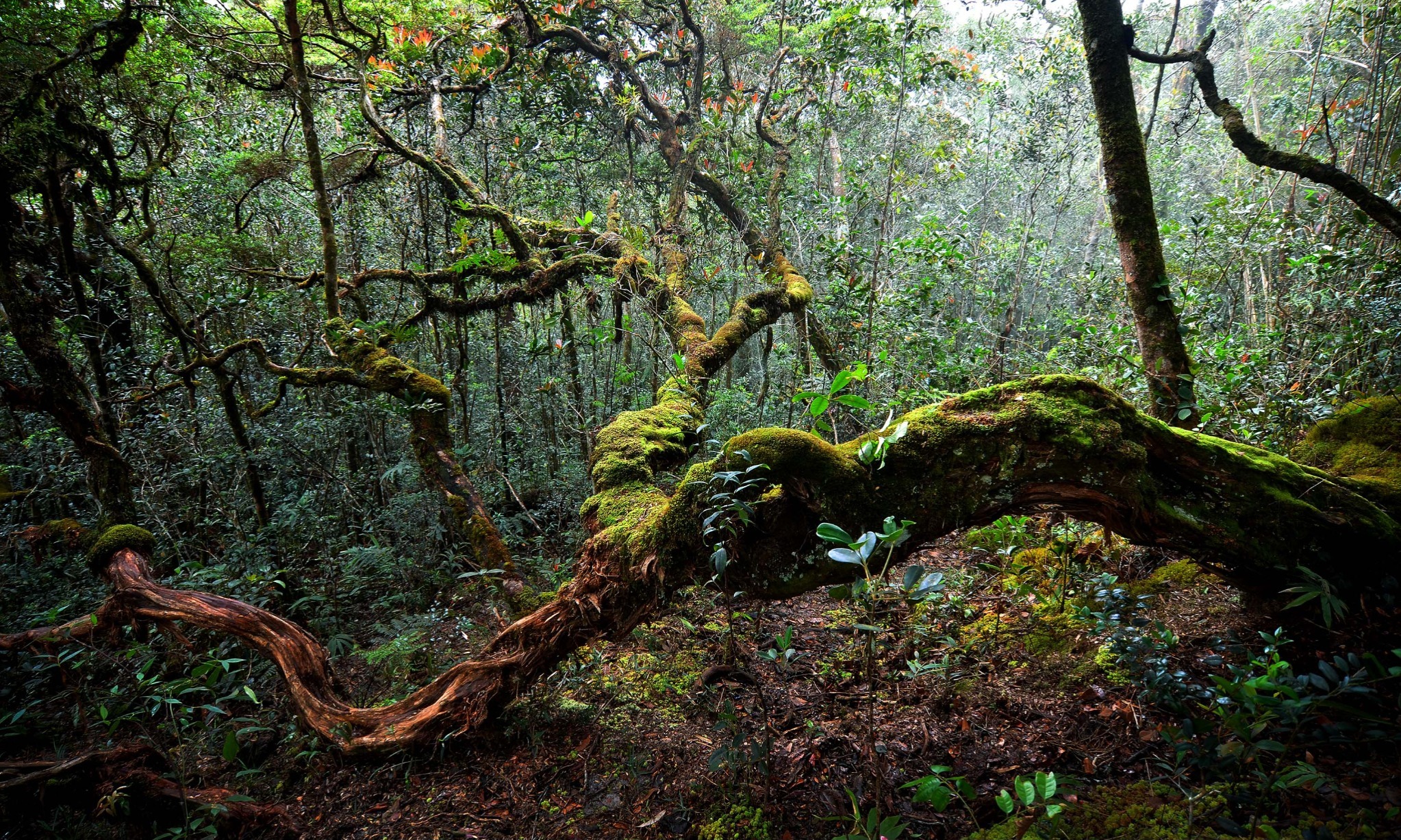 Legenda Orang Bunian Penghuni Hutan-Hutan Sumatra